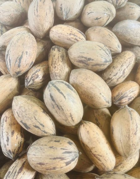 جوز حب بلدي جديد السنة